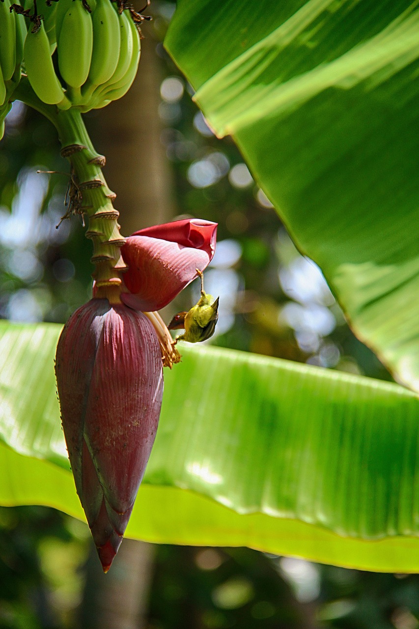 Banana Blossom Nature Worm Eater Free photo on Pixabay Pixabay