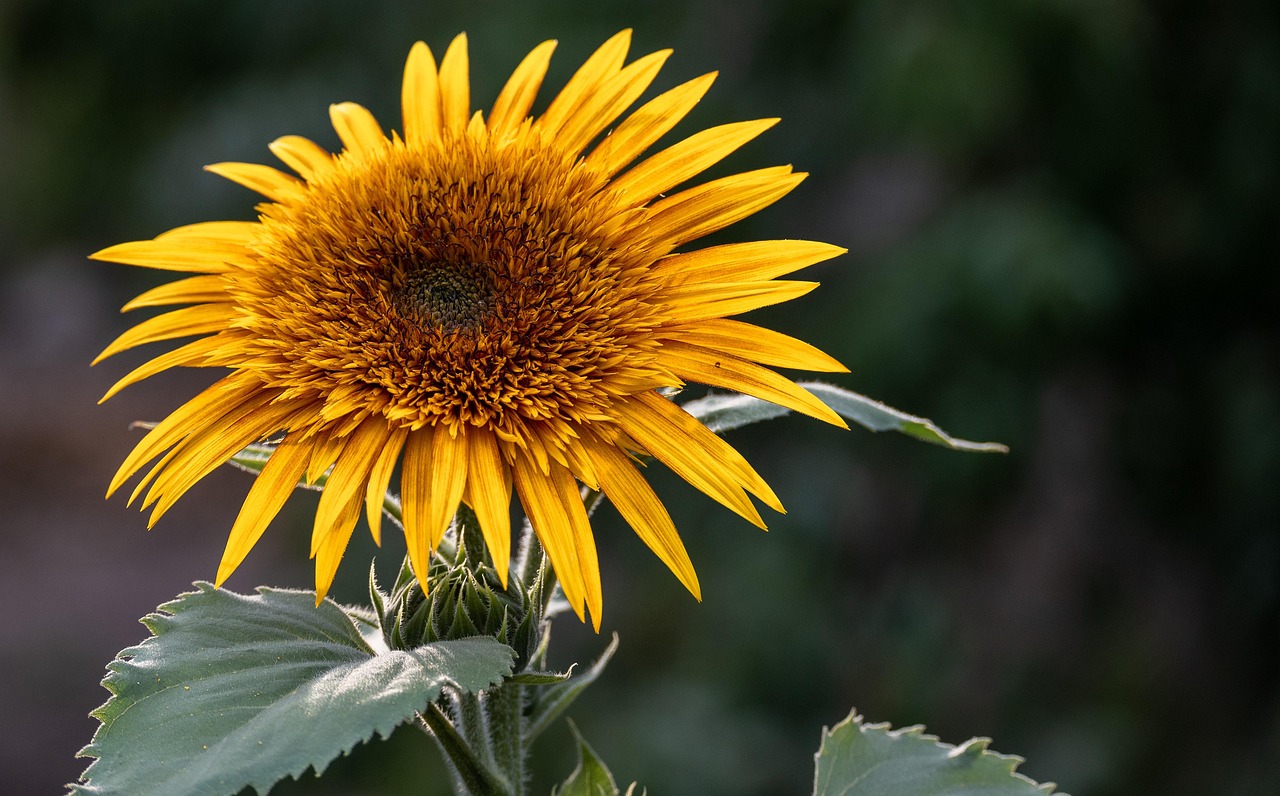 Flower Botany Bloom - Free photo on Pixabay