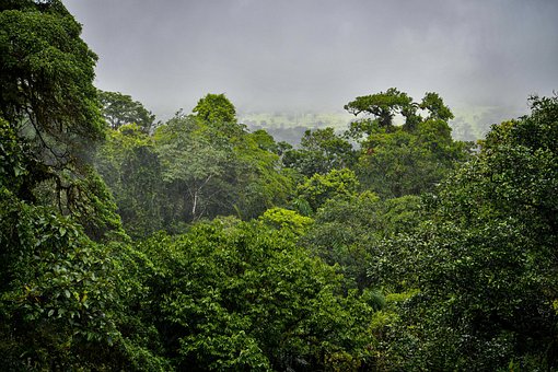 Regenwald, Dschungel, Wald, Natur, Bäume