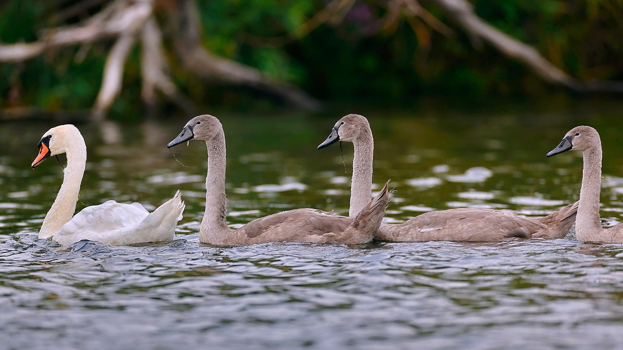 Bird Mute Swan Free photo on Pixabay Pixabay