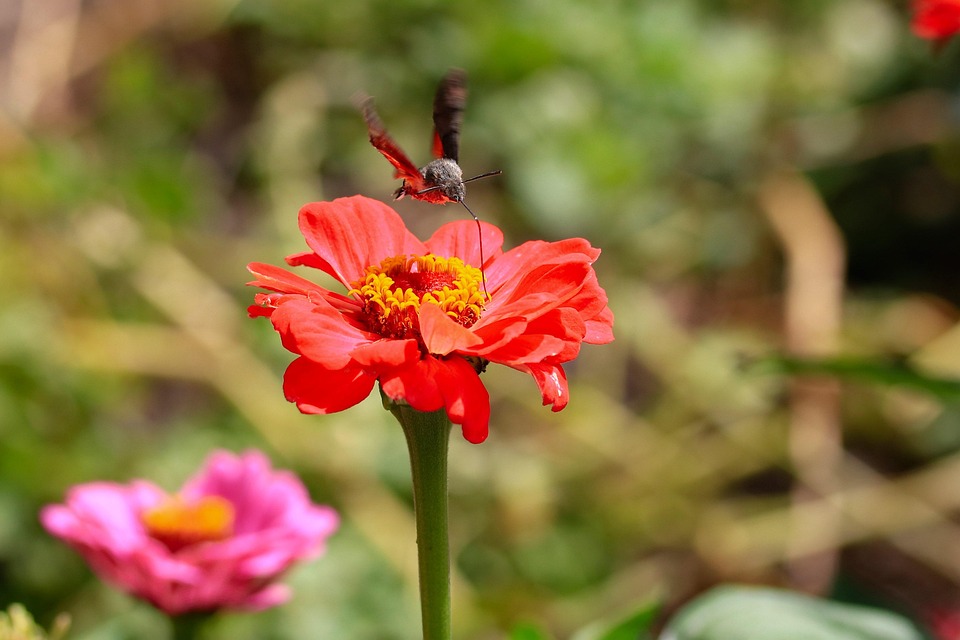 Hummingbird Hawk Moth Free Photo On Pixabay