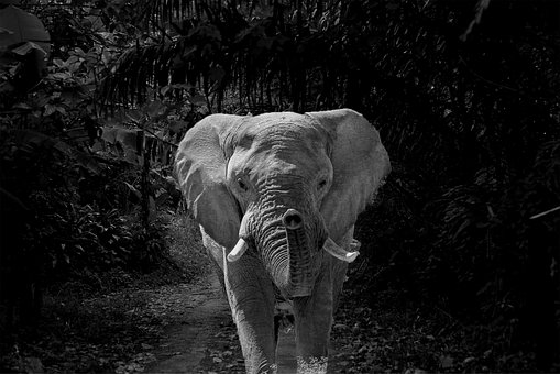 Elefante, Naturaleza, Selva, Bosque
