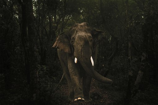 Fauna Silvestre, Elefante, Naturaleza