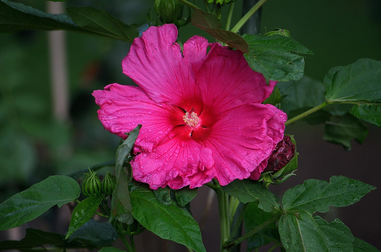 Hibiscus Flower Plant Free photo on Pixabay Pixabay