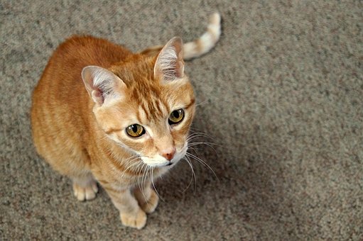 Kat, Kæledyr, Feline, Tabby Kat, Dyr