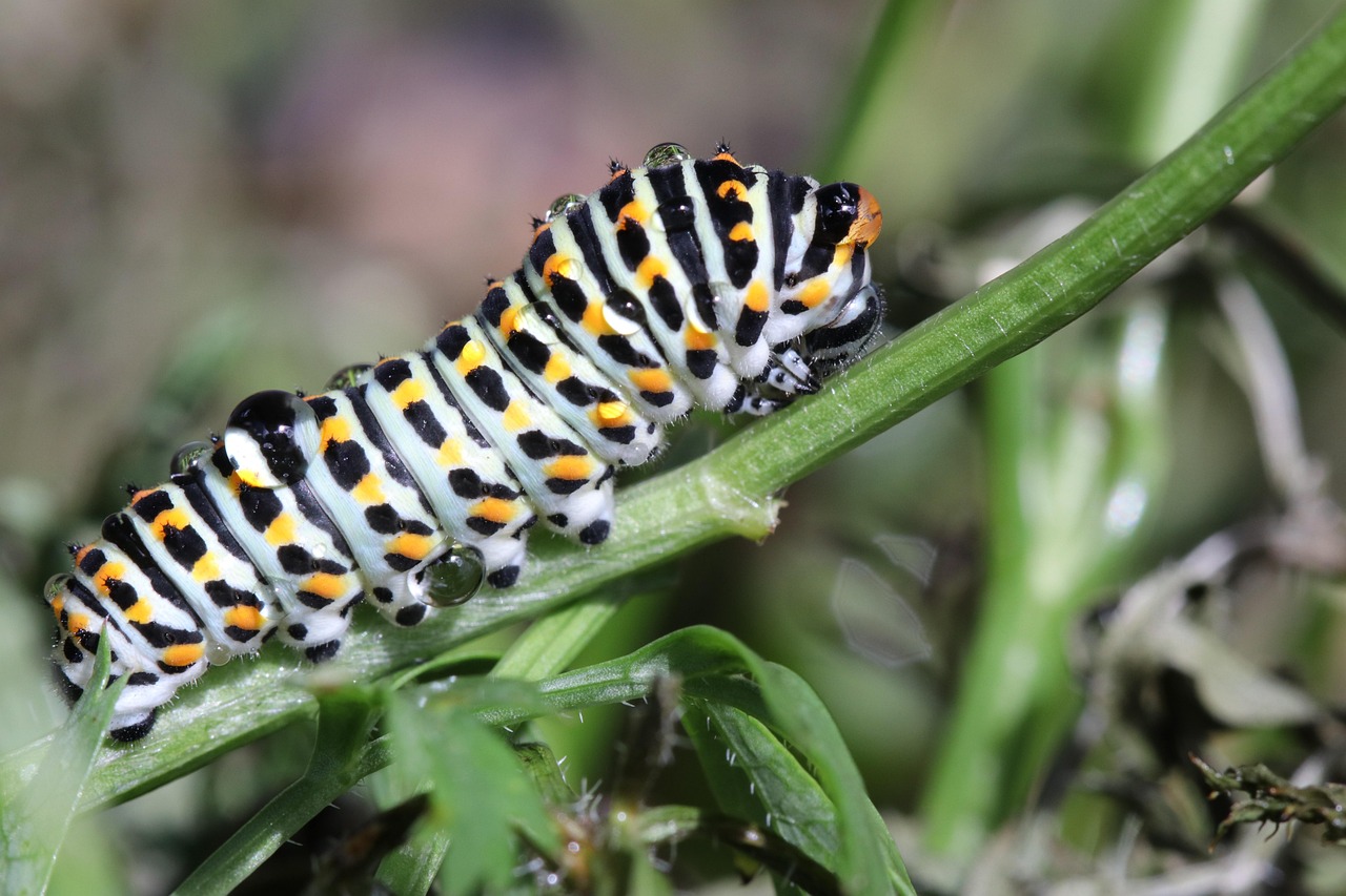 Ensamblagem Lagarta Papilio - Foto gratuita no Pixabay - Pixabay
