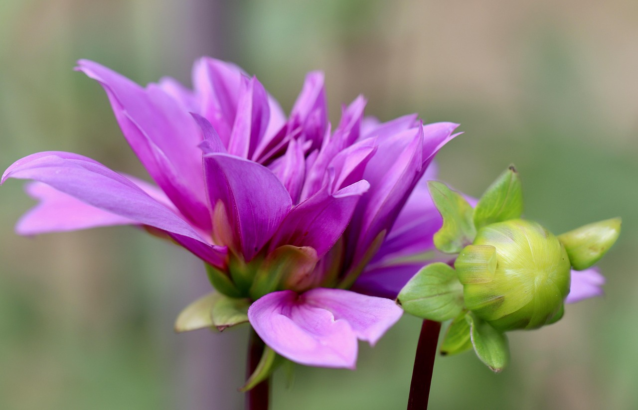 ダリア ダリアの花 ダリアのつぼみ Pixabayの無料写真