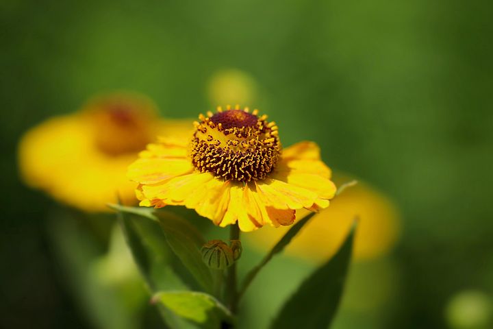 90+ Free Helenium & Bloom Images - Pixabay