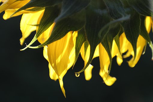 Free Sunflower 4K Wallpaper photo and picture