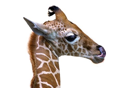 Giraf, Girafkalv, Dyreliv, Zoo, Tunge