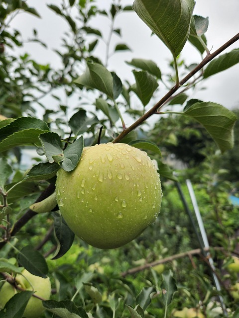Verontschuldigen, Vruchten, Groene Appel
