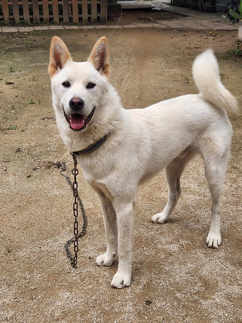 Hond, Puppy, Poongsan-Hond, Dier, Lachen