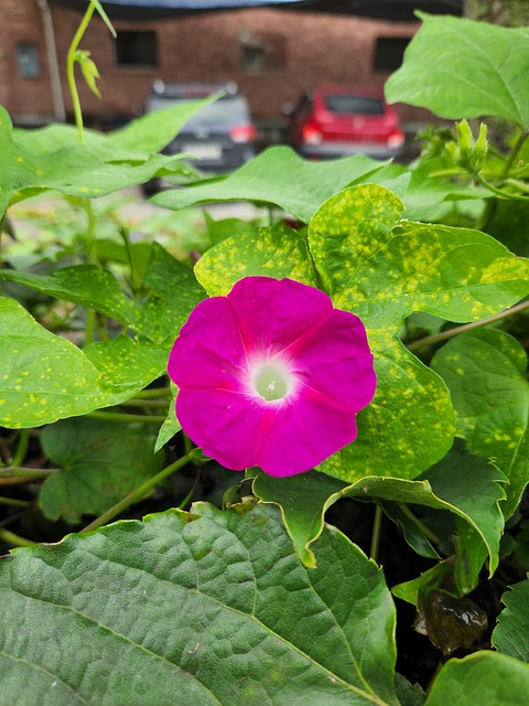 Ochtendglorie, Bloem, Plant, Ochtend