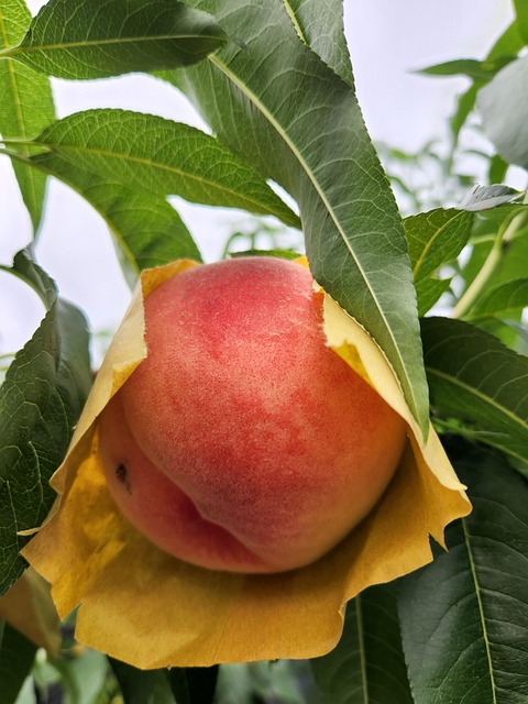 Perzik, Vruchten, Oogst, Vers, Boerderij