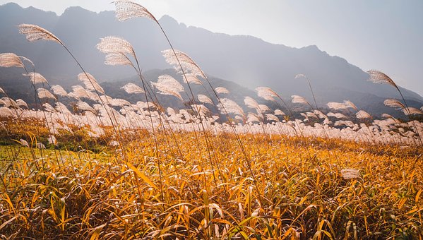 Free Reeds Sunny photo and picture