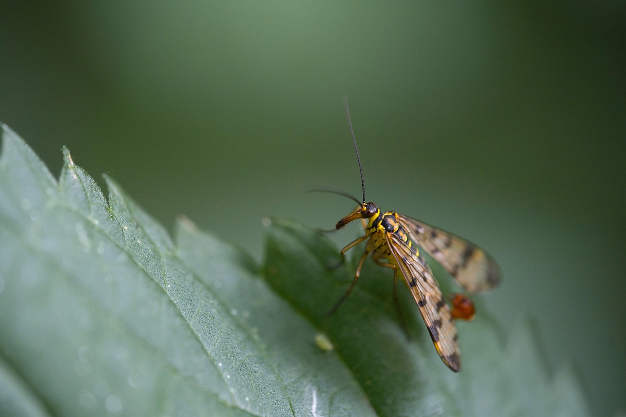 Scorpion Fly - free online jigsaw puzzle photo