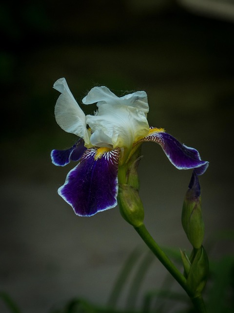 Iris, Blume, Blüte, Blumentapete