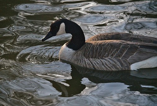 Free Bird Ornithology photo and picture