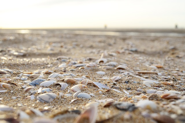 Free Beach Seashells photo and picture