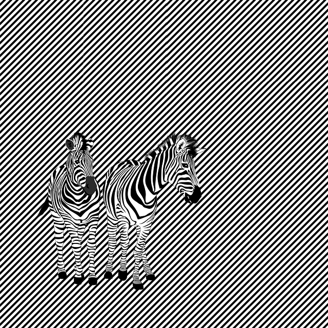 Afrika, Safari, Zebraer, Strimmel, Sort