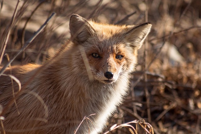 Animal, mammal, fox and wild — photo by KrllKshn