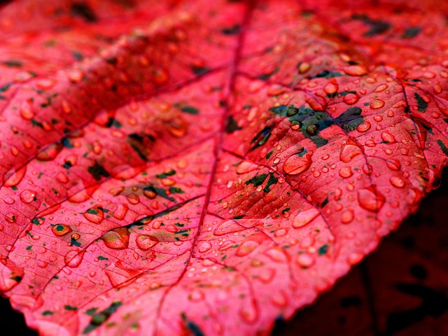 Free Droplets Red Leaf photo and picture