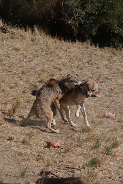 Free Wolf Animal photo and picture