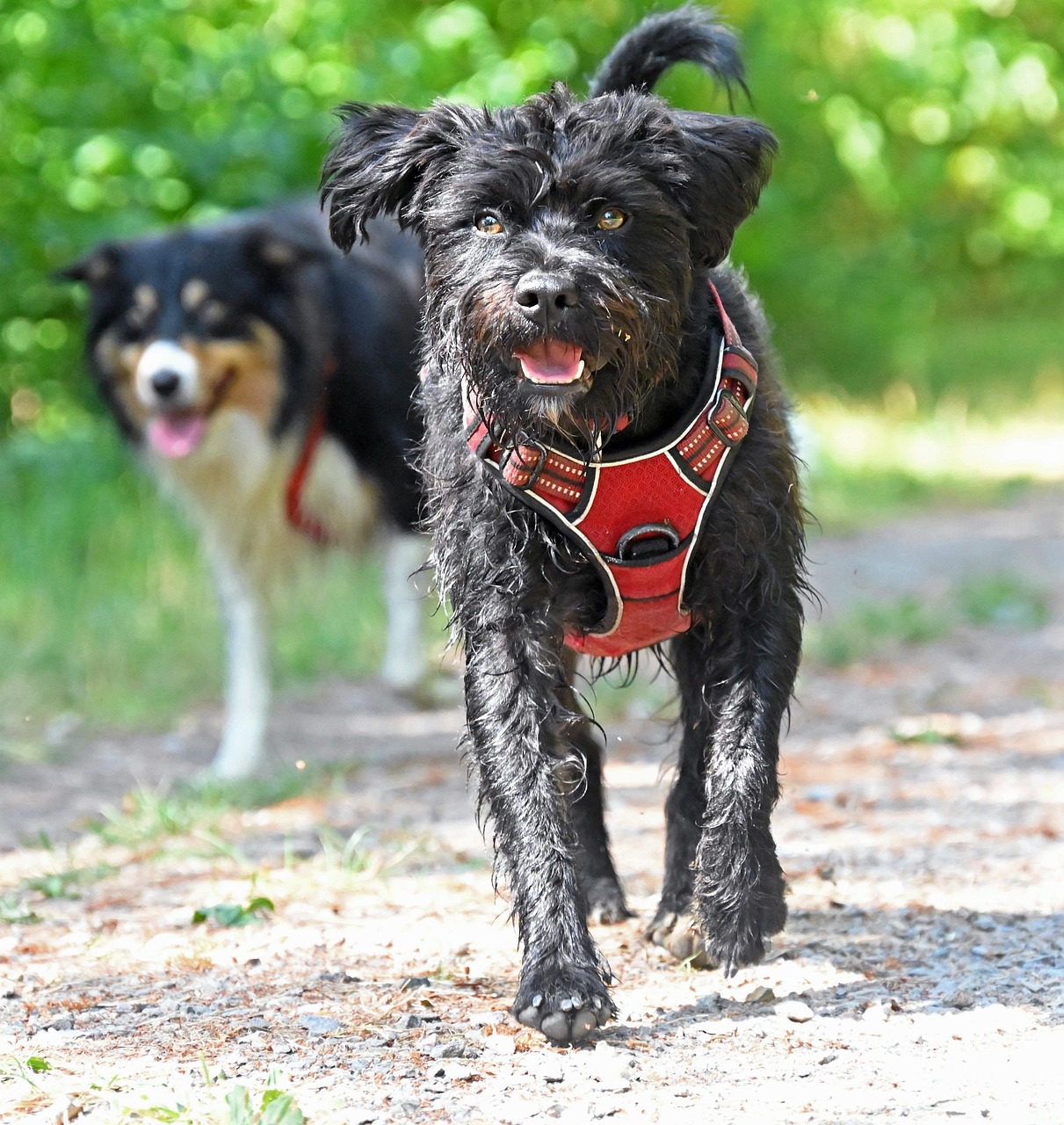 Dog Hybrid Mix - Free photo on Pixabay - Pixabay