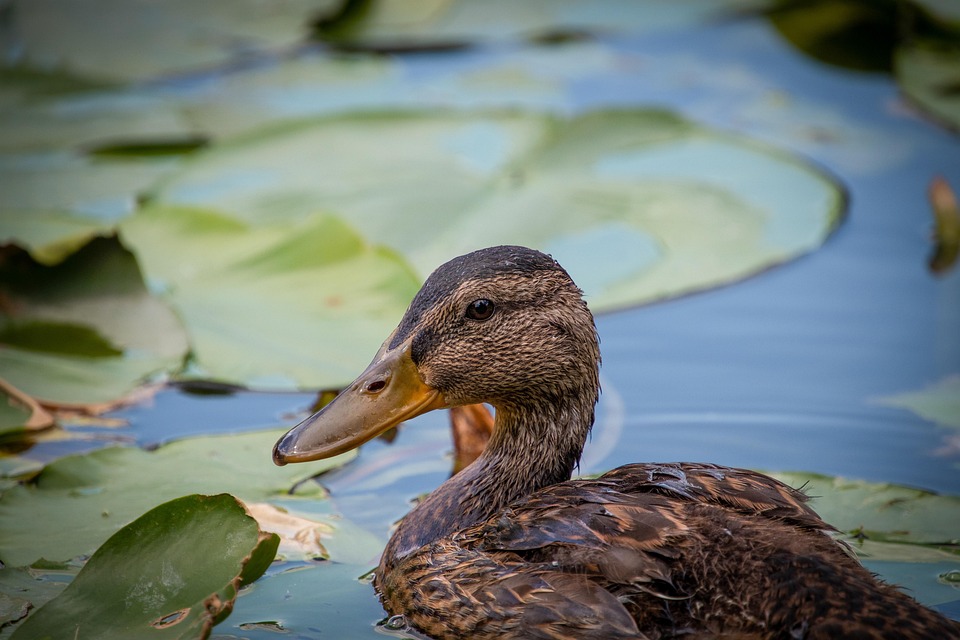 アヒル マガモ 水鳥 Pixabayの無料写真