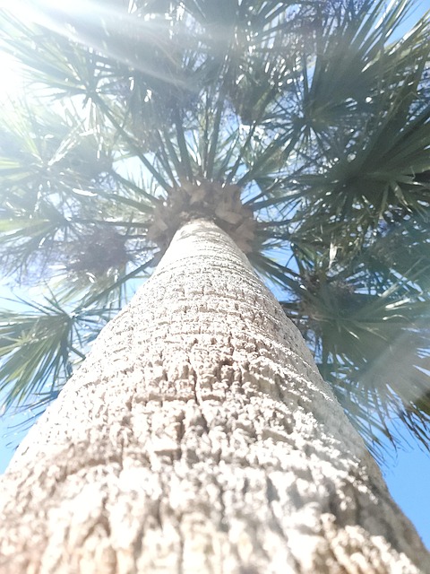 Free Palms Paradise photo and picture