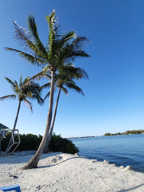 Free Palm Trees Nature photo and picture