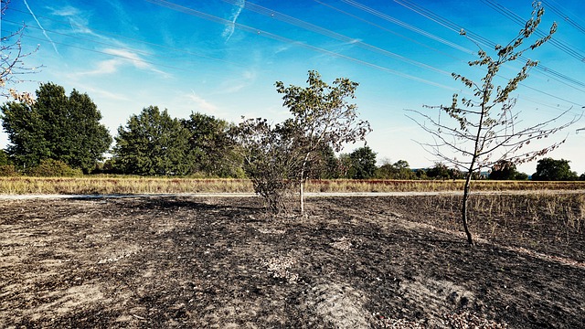 Free Field Fire photo and picture