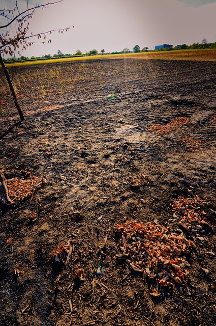Free Field Heat photo and picture