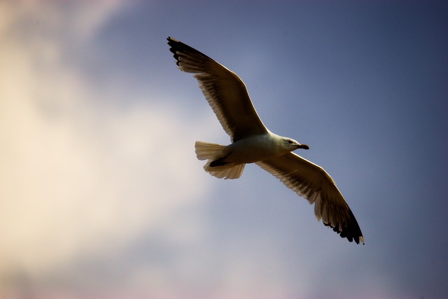 Free Bird Gull photo and picture