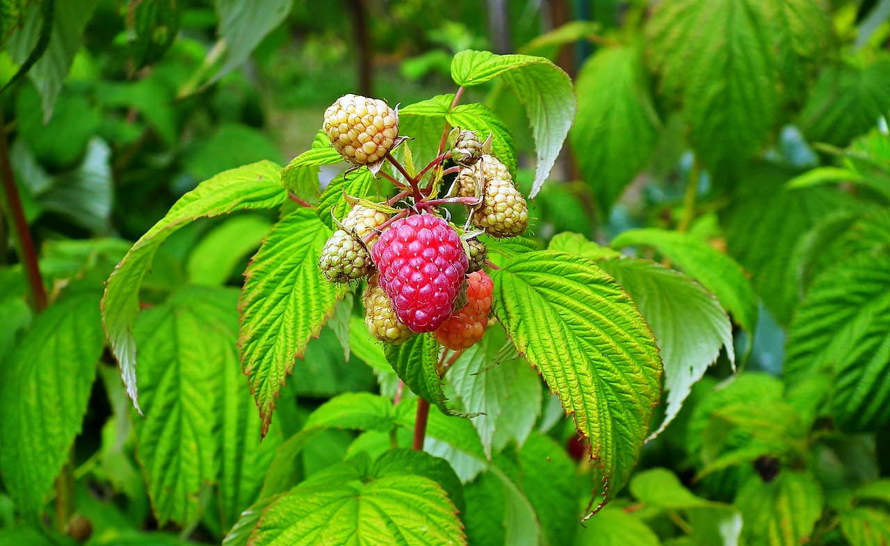 Raspberries Fruits Berries Free photo on Pixabay Pixabay
