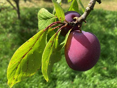 Free Plums Fruits photo and picture