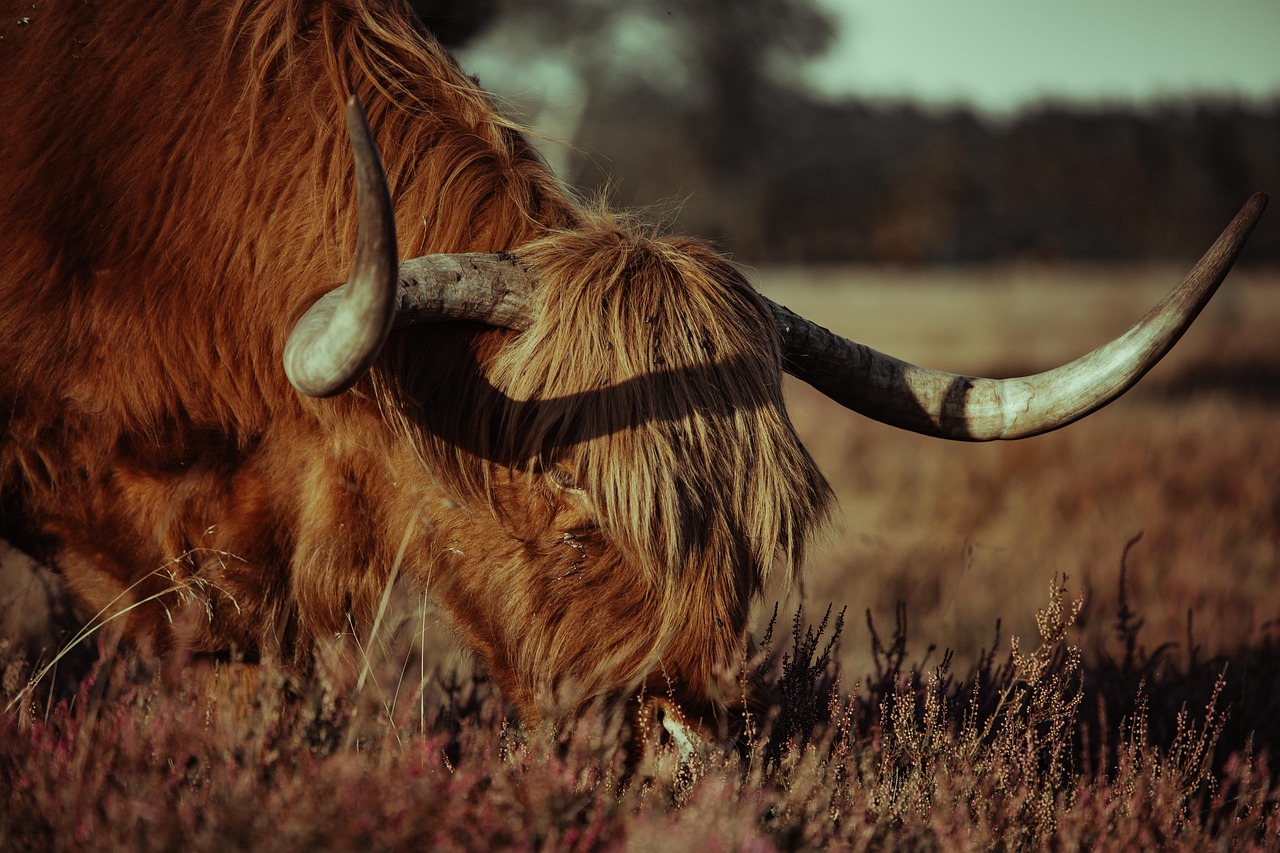 Animal - free online jigsaw puzzle photo