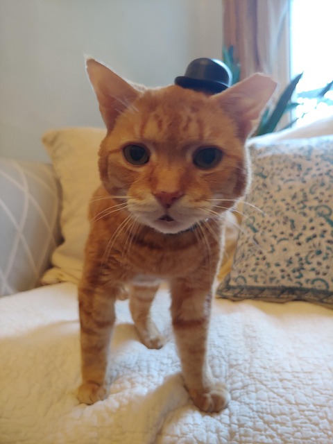 Free Orange Cat Cat With Hat photo and picture