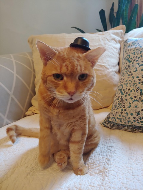 Free Orange Cat Cat With Hat photo and picture