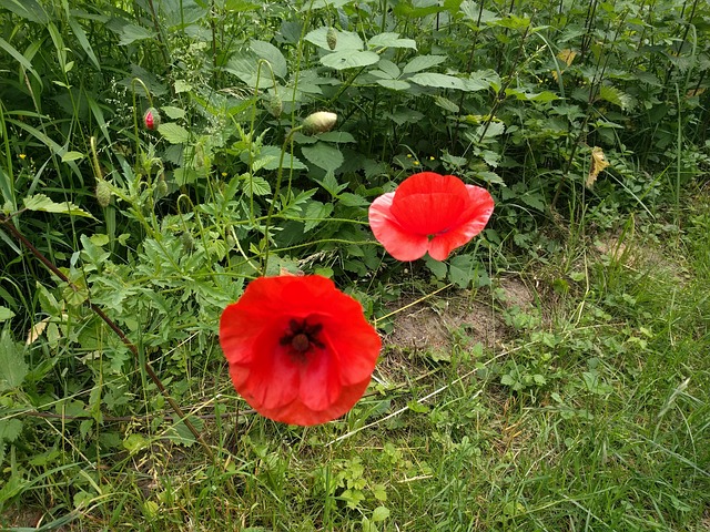Free Poppies Red photo and picture