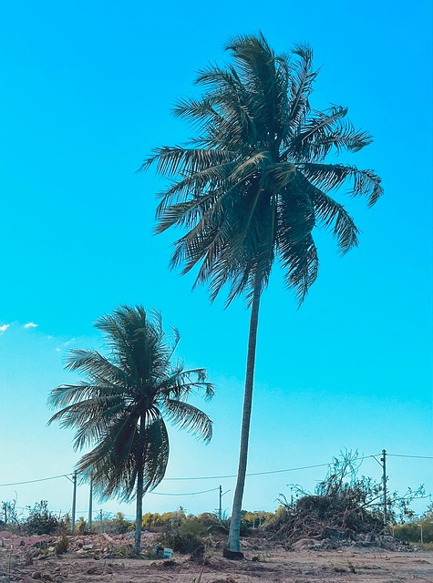Free Coconut Tree Summer photo and picture