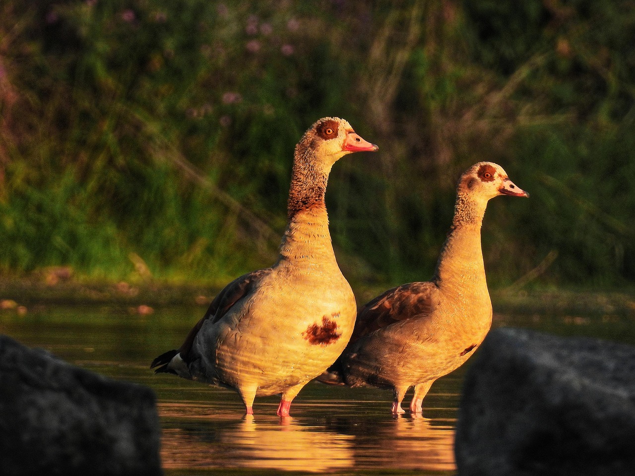 Egyptian Geese Goose Free photo on Pixabay