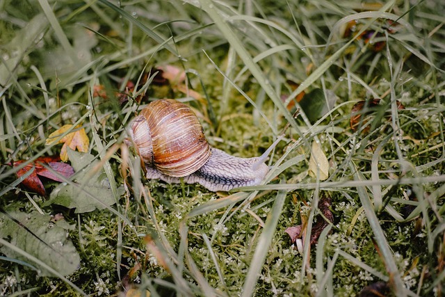 Snegl, Skal, Natur, Græs, Skov, Fugl