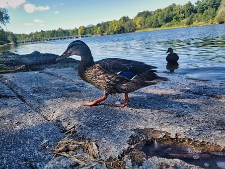 Eend, Vogel, Dier, Watervogels