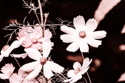 Kosmos, Bloemen, Tuin, De Lente, Planten