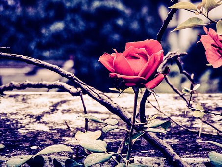 Bloem, Roos, Flora, Natuur, Rood