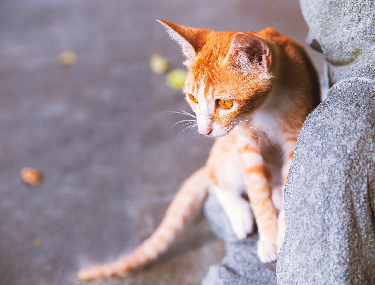 Fève ️ Galette - Chat Chaton - Grosminet - Félin Animal Nature Cat