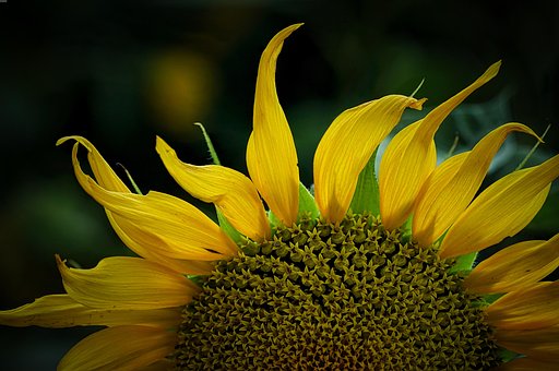 Free Sunflower Flower Wallpaper photo and picture