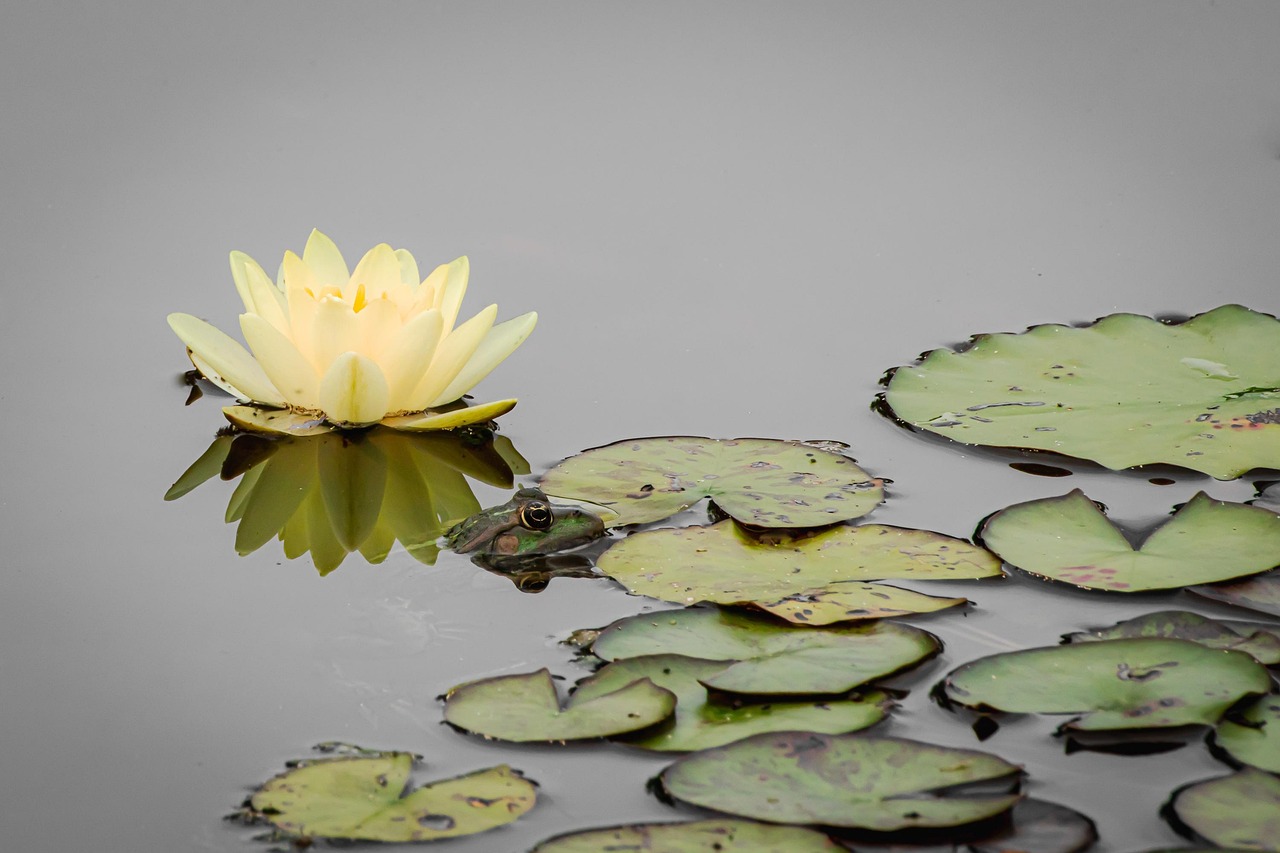Water Lily - free online jigsaw puzzle photo