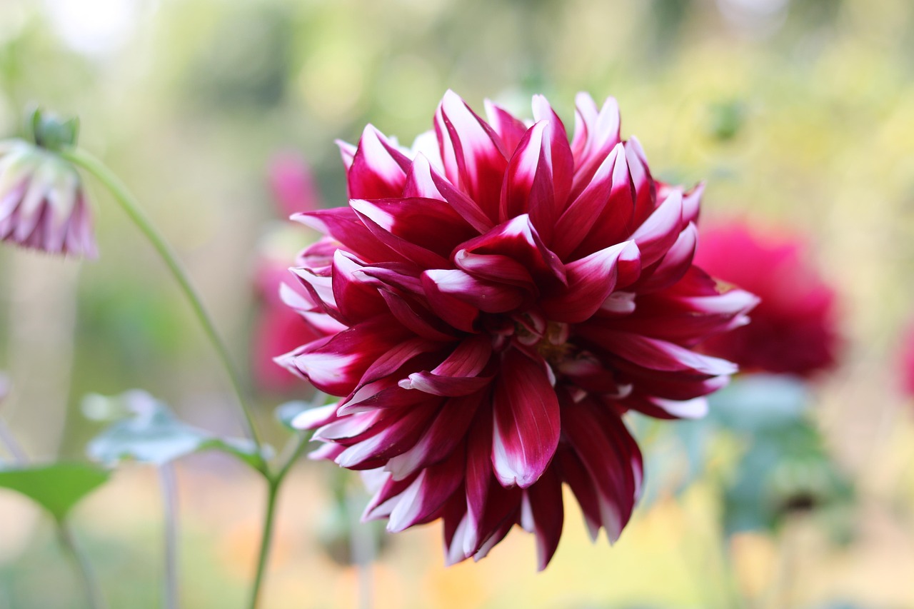 Dahlia Fleur Jardin - Photo gratuite sur Pixabay - Pixabay